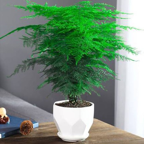 20x Asparagus Plumosus Indoor Plant Fern seeds - Picture 4 of 11