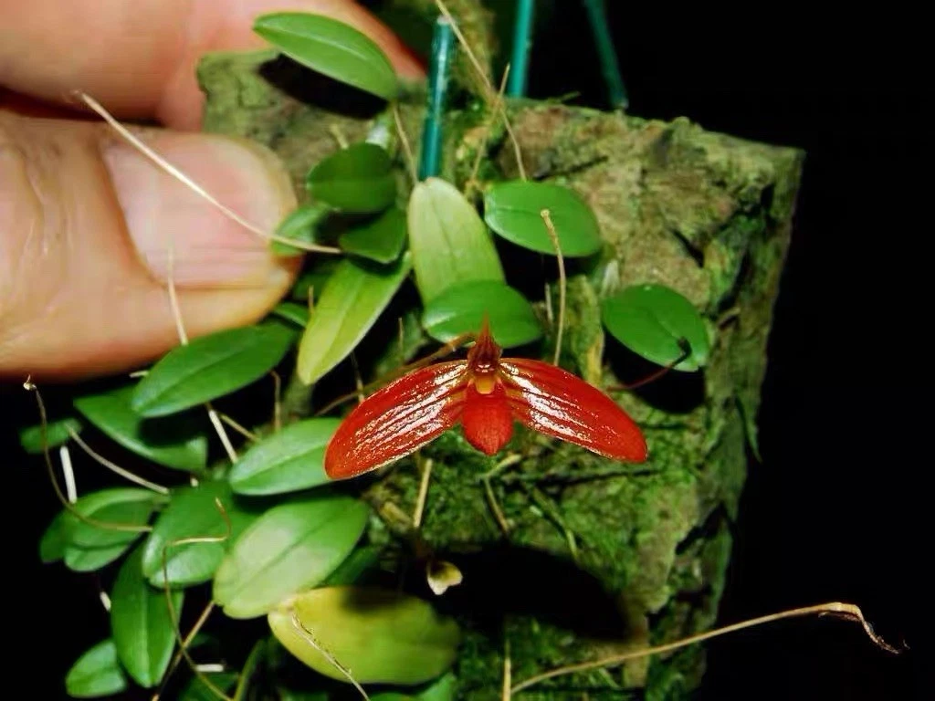 Sulawesi Bulbophyllum ovalifolium Rare Species Orchid Mounted Blooming Plant
Opens in a new window o