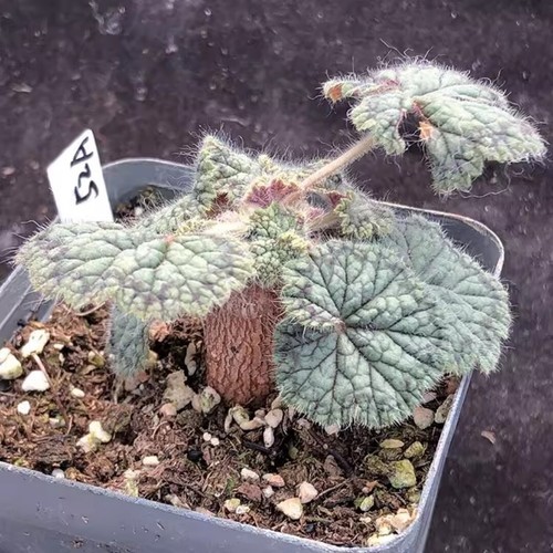 1CM Succulent Cactus Plant Pelargonium Barklyi Cactaceae Home Garden Beautiful - Picture 11 of 13