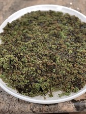 Azolla - Fairy Moss Mat-Forming Bare Root Aquatic Plant Freshwater