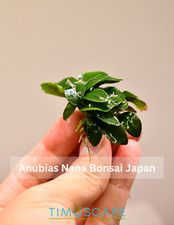 Buy 2 Get 1 Free  Anubias Nana Bonsai Japan - Aquarium Plant