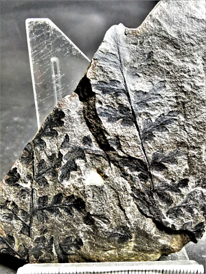 Mariopteris acuta  Carboniferous fossil fern, fossil farn | eBay