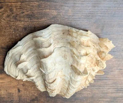 Large Vintage TRIDACNA SQUAMOSA Fluted Giant Clam Shell HALF 9'' x  6''  P