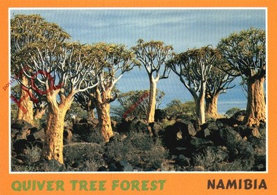 Ansichtskarte -: Namibia, Köcherbaumwald