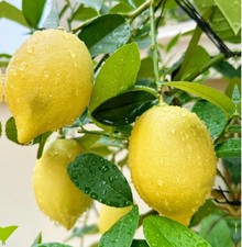 30 Lemon Tree Seeds – Grow Juicy Citrus Indoors or Outdoors in Pots or Gardens