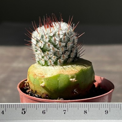 9-455 Mammillaria andersoniana VM 1179, Guanajuato (Grafted)