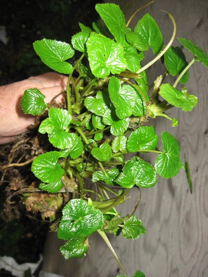 Japanese Wasabi 'Daruma' Plant, ONE HALF of mature mother plant - Image 3 of 4