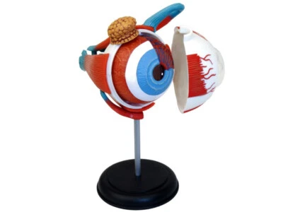 FAME MASTER ANATOMIE-MODELL AUGE Augenmodell Lernmodell Mensch Augen Anatomie Lernen °°NEU°°