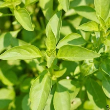 Basil LEMON Heirloom Specialty Herb Citrus Healing Oils Non-GMO 200 Seeds