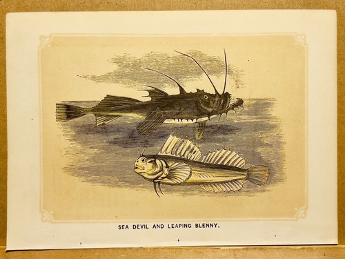 Cromolitografía anticuaria de 1853 grabado de blenio rape - Imagen 2 de 4