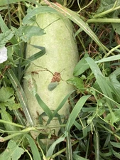 20+ Desert King Watermelon Seeds Yellow Flesh Organically Grown Long