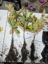 Bur Oak Tree seedling - Qty 3 Bare Root Seedlings- 12" To 18"