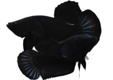 Pair of Bettas Super Black male and female Live Betta Fish Plakat for Breeding