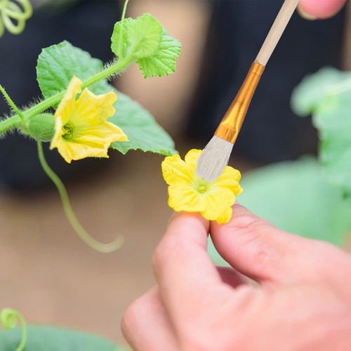 8Pcs Pollination Tool Kit For Handheld Fruit And Vegetable Pollination - Picture 2 of 12