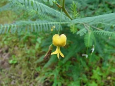 Sesbania bispinosa | Prickly Sesban | 5 Seeds