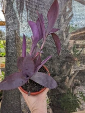 Purple Heart Queen Tradescantia Pallida Purpurea Live Rooted Plant Plants