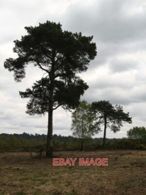 FOTO LUDSHOTT COMMON DER AUSSICHTSPUNKT BEKANNT ALS KATHEDRALE KIEFERN. 2013