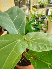 Fiddle Leaf Fig - Ficus Lyrata - Moraceae