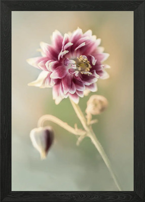 Hübsche rote Kolumbinenblume gerahmtes Wandbild Poster Leinwanddruck Bild