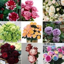 About 50pcs/pack Multicolor Choose Rare Rose Seeds Potted Garden Flower Seeds