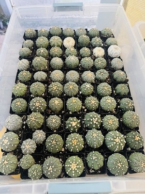 Astrophytum Random Lot! - Rare Thailand Import | Live cactus