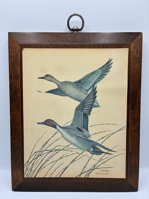 Vtg Pintail Duck Print Mounted Wildlife Art Cabin Décor Rustic Wm Zimmerman