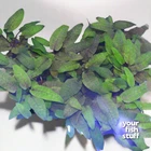 Cryptocoryne wendtii, 'Tropica' Live Aquarium Plant- *BUY 1 GET 1 at 50% OFF