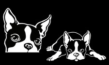 Cute Boston Terrier Two PK 5" White Vinyl Decal Car Truck Van SUV Laptop Tablet