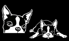 Cute Boston Terrier Two PK 5" White Vinyl Decal Car Truck Van SUV Laptop Tablet