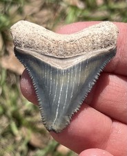 Bone Valley Megalodon Shark Tooth 1.69in