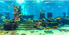 Undersea Theme Aquarium Background Colorful Coral Tropical Fish Ruins Underwater