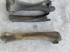 Fossilized Bison Bones