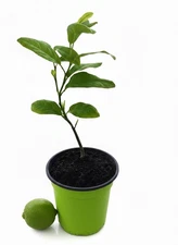 Organic Key-Lime Tree Seedling|USA|Texas