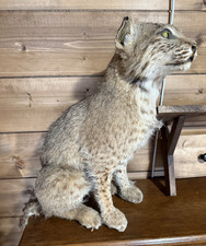 Bobcat Taxidermy Standing Mount Full Body Display 24