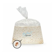 500  1000 Live Daphnia Magna  Freshwater Fish Food Culture  FREE SHIPPING