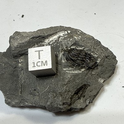 Trilobite Fossil - Devonian