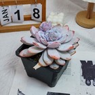 Bild 4 von 9