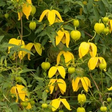 T&M Clematis Tangutica Deciduous Vigorous Climbing Hardy Shrub 1.7L Pot