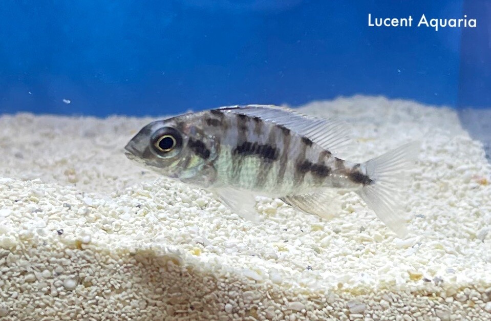 (Lot Of 8) 12” Juvenile Taiwan Reef Hap African Cichlid eBay