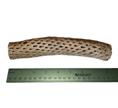 #ad #ad Cholla Wood 8 Inch Piece Pressure Washed Teddy Bear Cholla Aquarium Wood $12.00