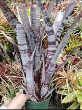 Billbergia Chewbacca “HIGHLY RARE CROSS”