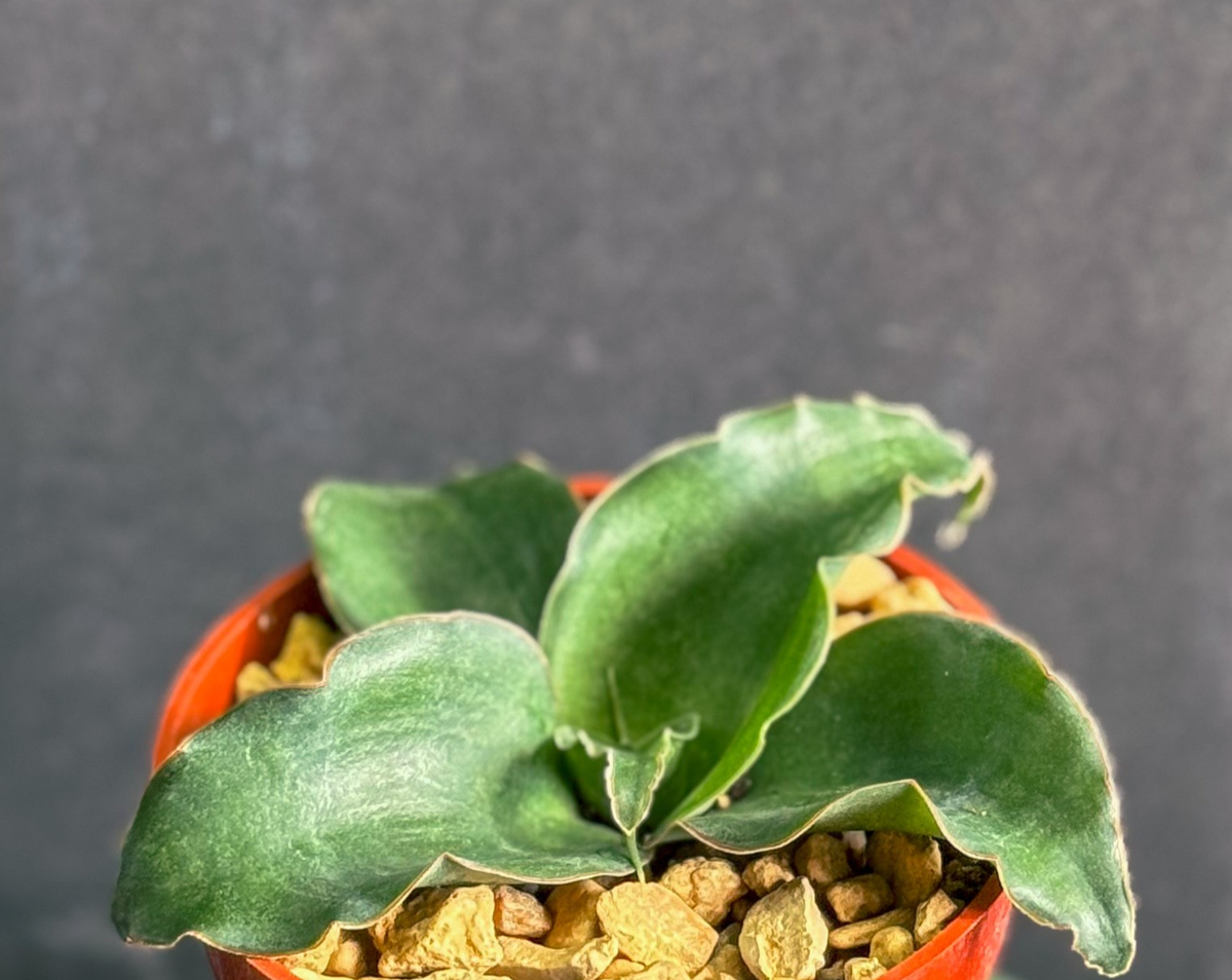 Sansevieria Subspicata rare snake plant succulent garden houseplant 4" size  | eBay
