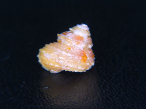 BOLMA MICROCONCHA: CLEAN OF CORALLINE DEPOSITS @ 10.97MM X 11.11MM W/OPERC!