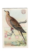 1915 J5 #26 Morning Dove, Useful Birds of America 1st Series, Arm & Hammer, 1st