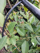 GUAVA LEMON 6' ORGANIC GRAFTED TREE BEAUTIFUL