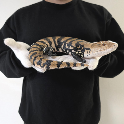 右巻 lizard BOKI 軽量118g 10＋1BB BFS 試し投げのみ Japan BANDAI Blue Tongue Skink Big Figure 10.2inch Ichiban Kuji