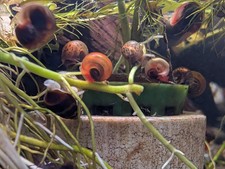 Ramshorn Snails 10 2 Pink, Blue, Red, Leopard and Chestnut