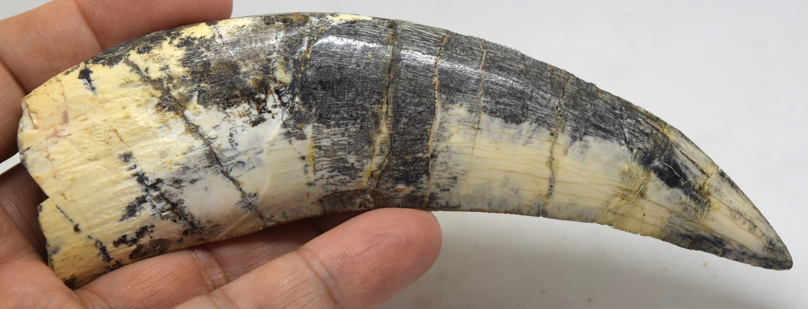 Large Fossilized Tyrannosaurus Rex T-Rex Dinosaur Fossil Tooth 5"