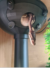 snake hide large with small entrance hole for small snakes corn snakes milk 