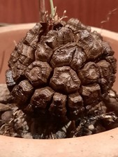 Dioscorea elephantipes MIT AUSTRIEB Caudex, Schildkrötenpflanze, SONDERPREIS 